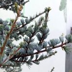 Céder atlantský (Cedrus atlantica) ´GLAUCA´ - výška 240-270 cm, kont. C55L